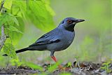 Red-legged Thrush